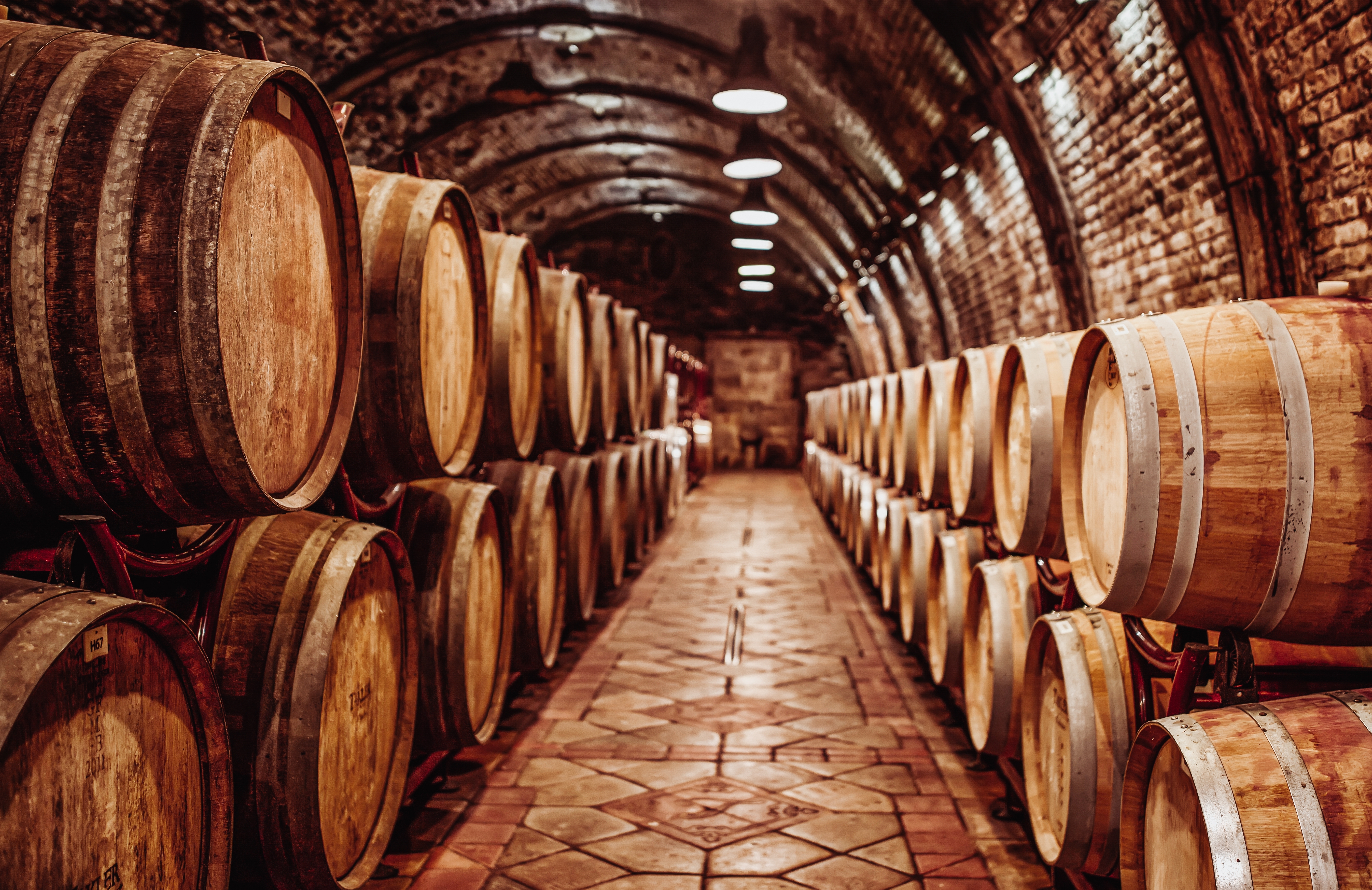 Barrels aging in a cellar