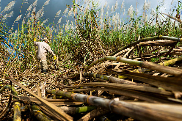 Sugarcane being harvested in a field